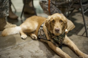 how to your own ptsd service ptsd service clinical research underway puppy leaks how to your own ptsd service ptsd service clinical research underway puppy leaks