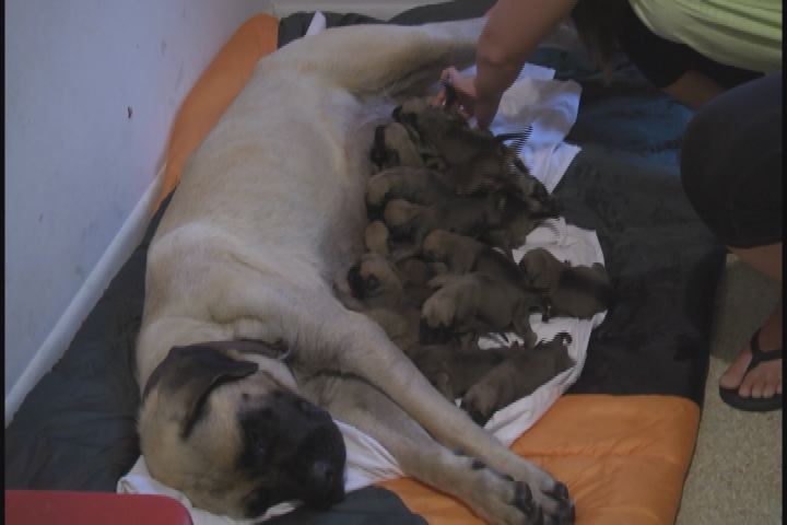 gives birth to puppies gives birth to 17 puppies puppy leaks gives birth to puppies gives birth to 17 puppies puppy leaks
