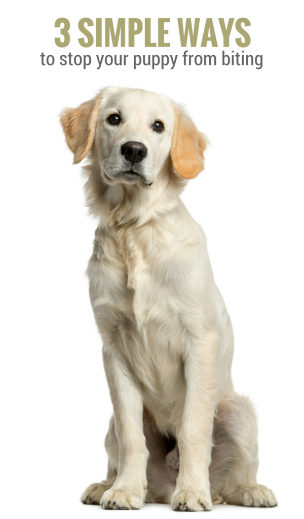 stop puppies from biting 3 simple methods to stop your puppy from biting puppy leaks stop puppies from biting 3 simple methods to stop your puppy from biting puppy leaks