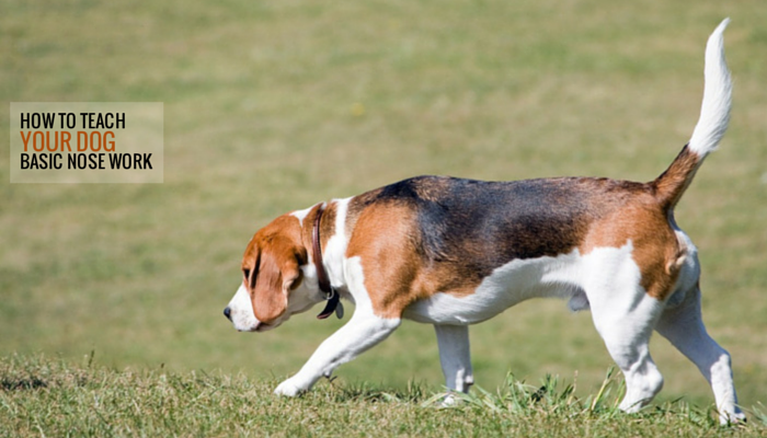 nose work for dogs how to teach your some basic nose work puppy leaks nose work for dogs how to teach your some basic nose work puppy leaks