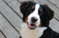 Study Finds Dogs Prefer To Earn Treats