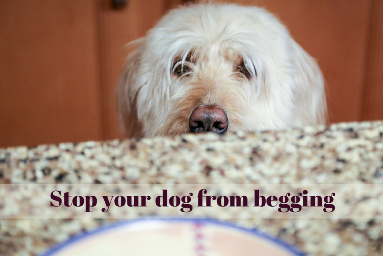 3 Simple Tips to Stop Your Dog From Begging Puppy Leaks