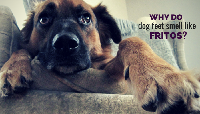 why do dogs smell why do smell like fritos puppy leaks why do dogs smell why do smell like fritos puppy leaks