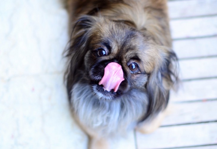 chagas disease in dogs dogs in carry bug disease puppy leaks chagas disease in dogs dogs in carry bug disease puppy leaks