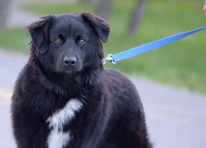 reactive dog