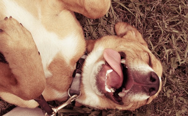 why do dogs like their belly rubbed why do dogs like belly rubs puppy leaks why do dogs like their belly rubbed why do dogs like belly rubs puppy leaks