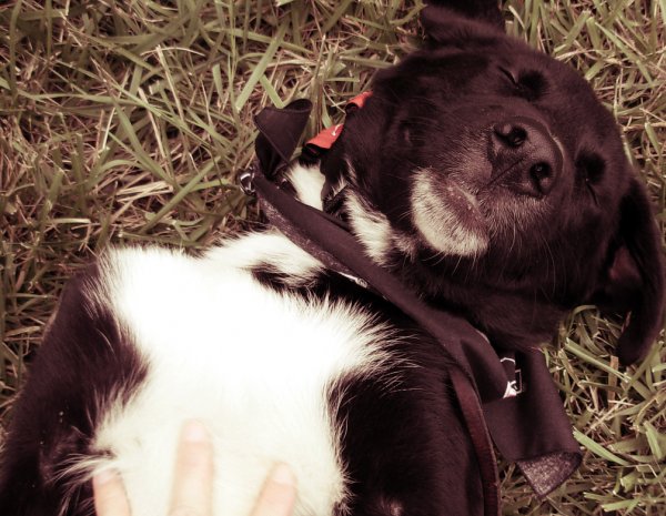 belly rub