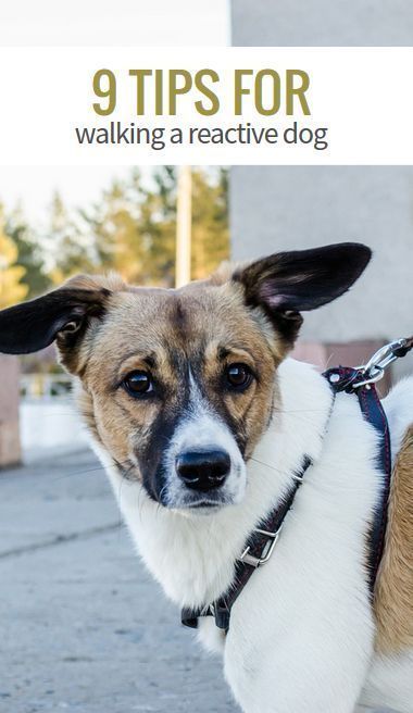 10 Tips for Walking Your Reactive Dog.