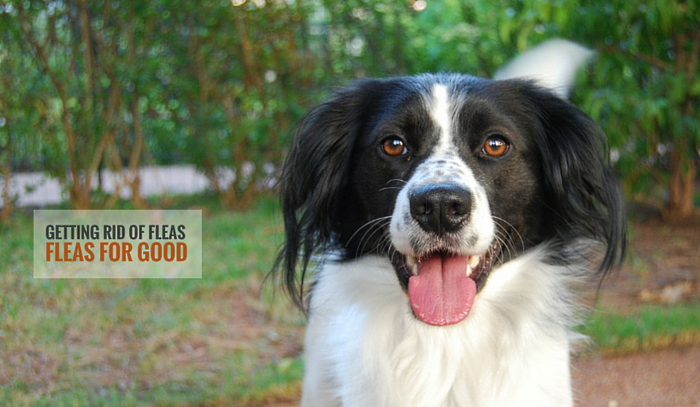 What Can Dogs Eat To Get Rid Of Fleas What Can Dogs Eat To Get Rid Of Fleas