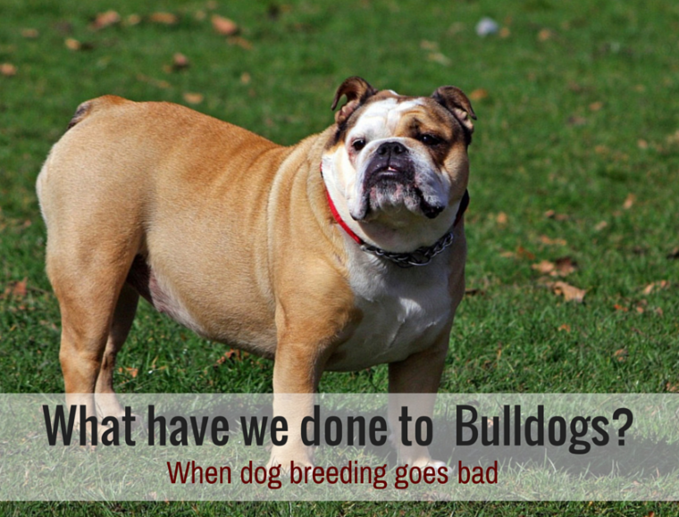 What Breeding Has Done To The Bulldog Puppy Leaks