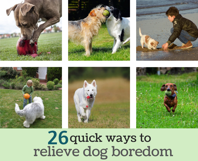 best puppy toys to keep them busy 26 simple ways to relieve boredom puppy leaks best puppy toys to keep them busy 26 simple ways to relieve boredom puppy leaks