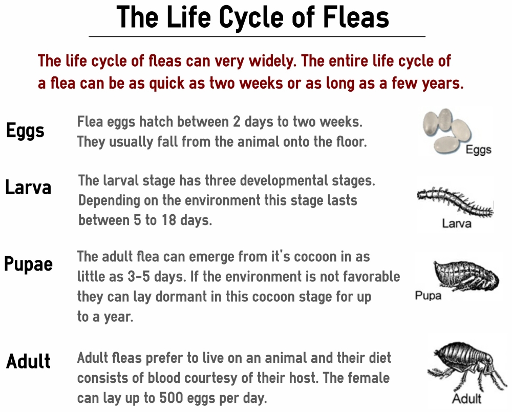 How cold does it need to be outside to kill fleas?