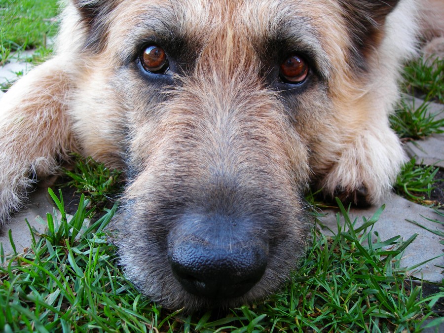 do dogs cleaner mouths than humans is a dogs really cleaner than a humans puppy leaks do dogs cleaner mouths than humans is a dogs really cleaner than a humans puppy leaks