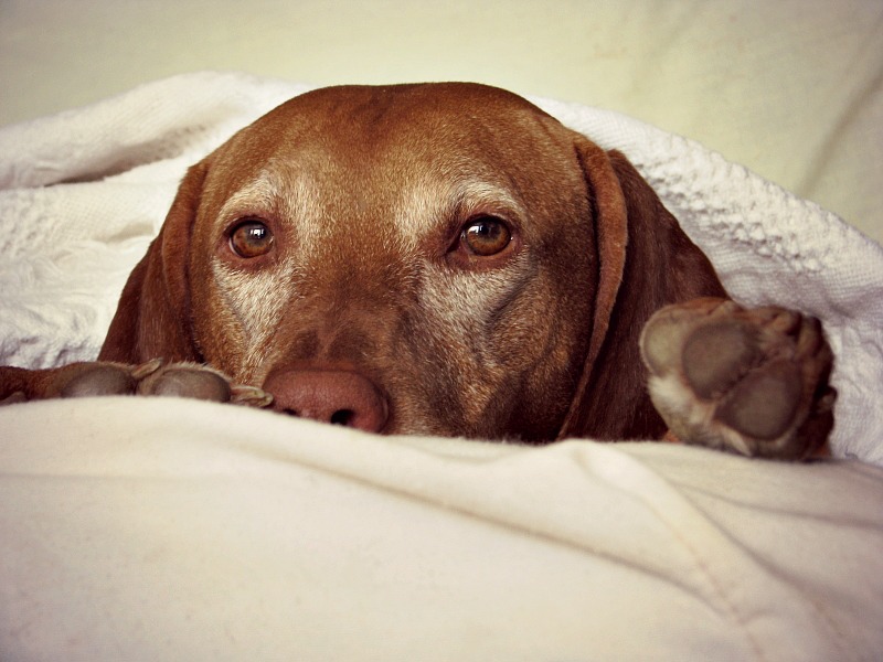 Clingy Dogs Is Your Dog a Velcro Dog? Puppy Leaks