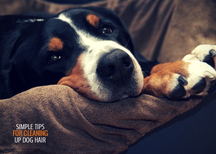 7 Simple Tips for Cleaning up Dog Hair Puppy Leaks