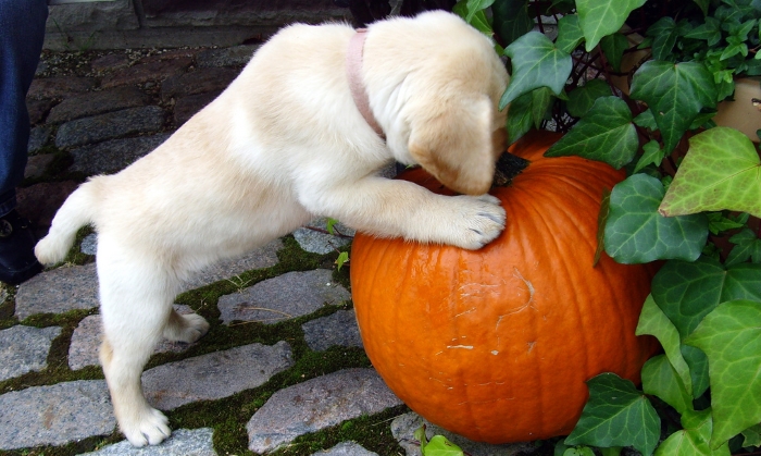 halloween safety tips