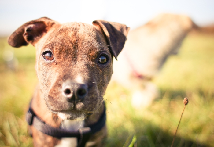 how to your to come on command 13 simple steps to improve your dogs recall puppy leaks how to your to come on command 13 simple steps to improve your dogs recall puppy leaks