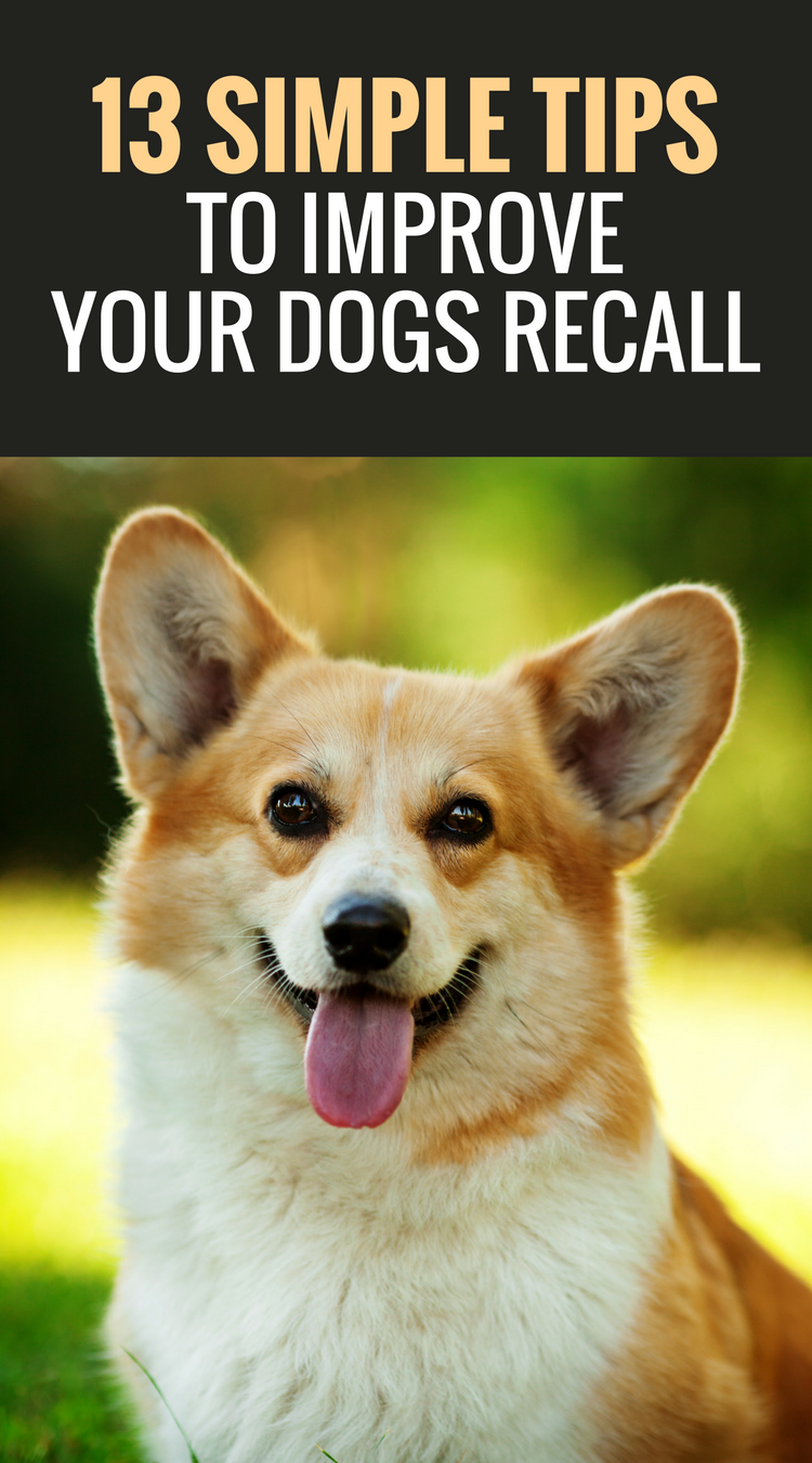 13 Simple Steps to Improve Your Dogs Recall Puppy Leaks