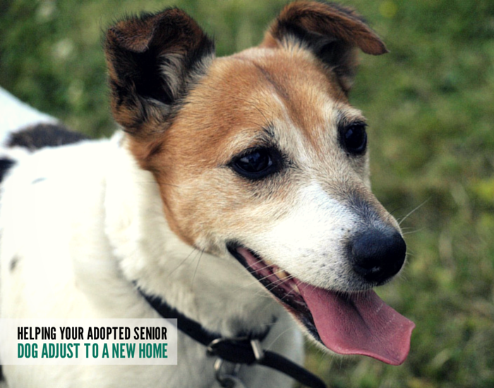 9 Tips to Help Your Adopted Senior Dog Adjust to a New Home Puppy Leaks