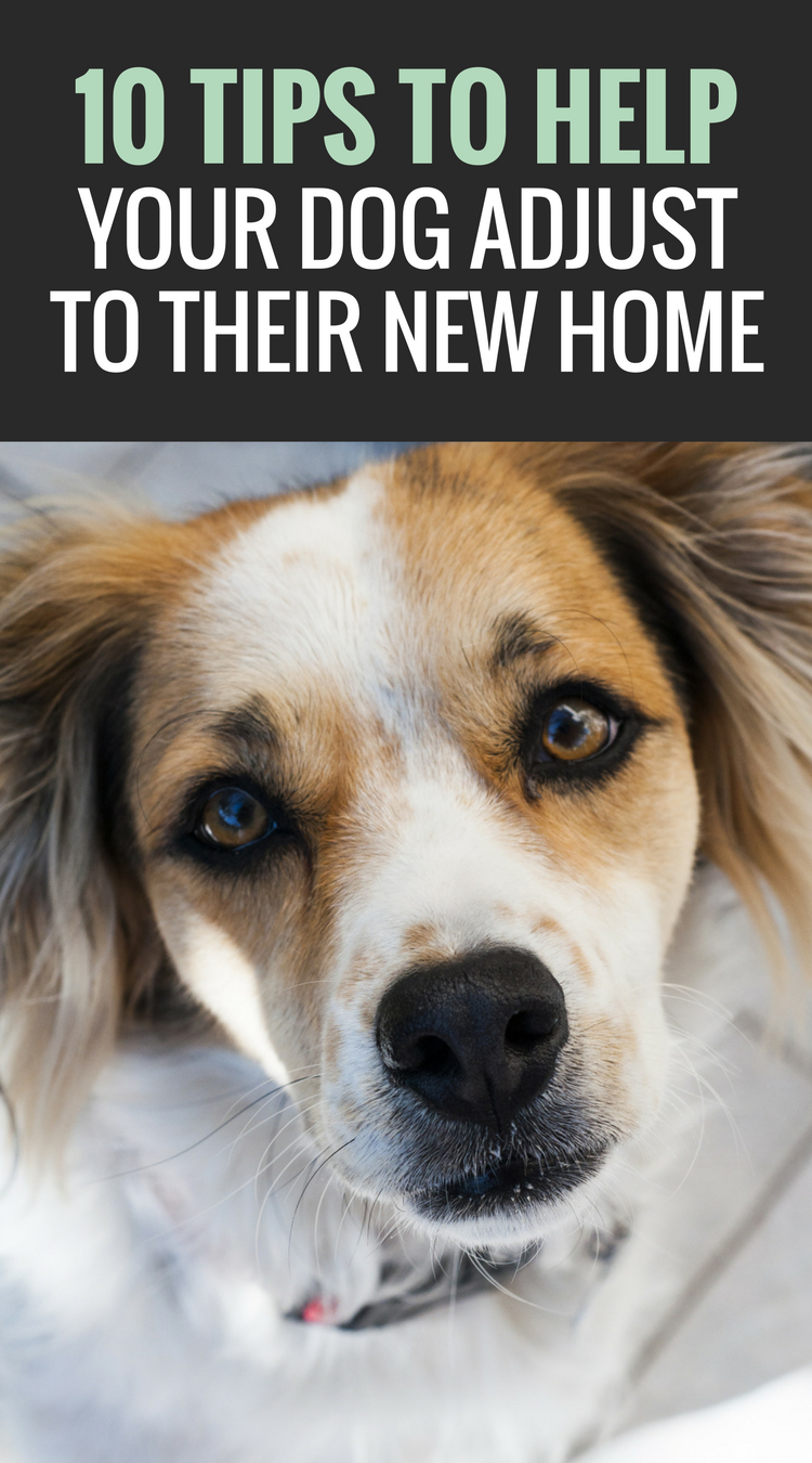 10 Tips to Help Your Dog Adjust to Their New Home