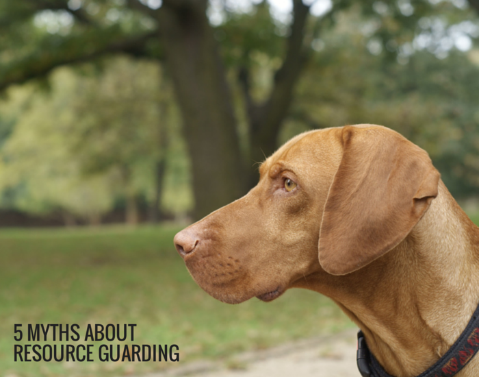 puppy resource guarding 5 myths about resource guarding in dogs puppy leaks puppy resource guarding 5 myths about resource guarding in dogs puppy leaks