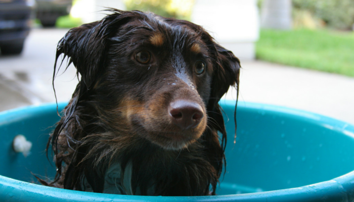 why do dogs go after a bath why do dogs go after a bath puppy leaks why do dogs go after a bath why do dogs go after a bath puppy leaks