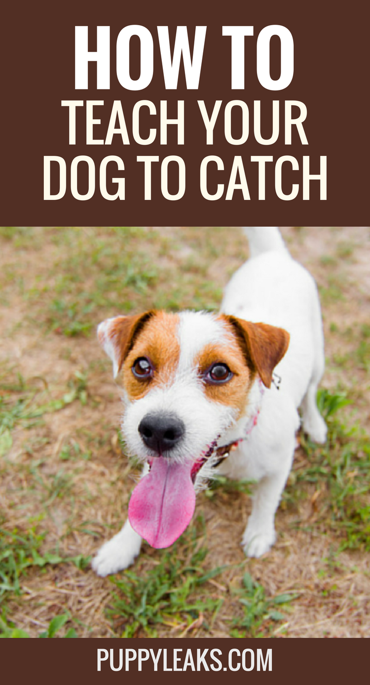 How to Teach Your Dog to Catch