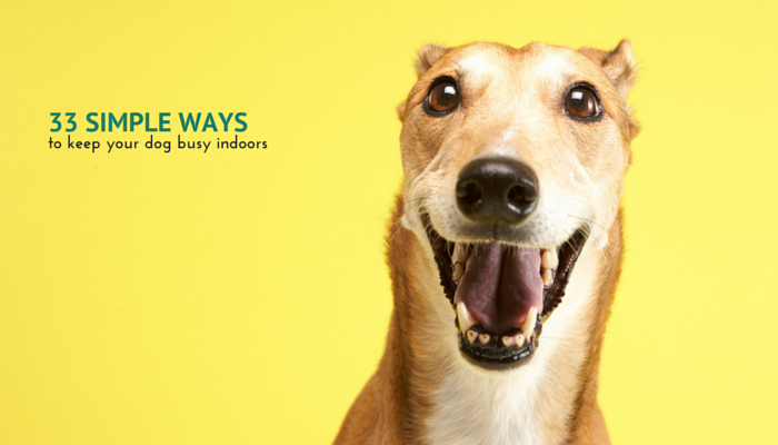 keep your dog busy inside