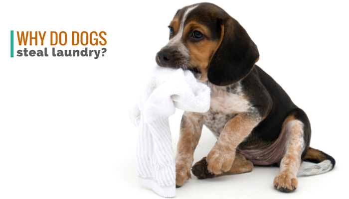 Why do dogs eat tissues?