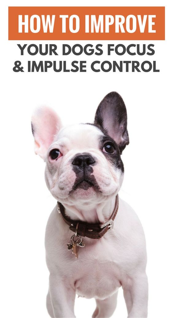 5 Ways to Improve Your Dogs Impulse Control