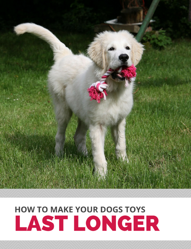 How to make your dogs toys last longer.