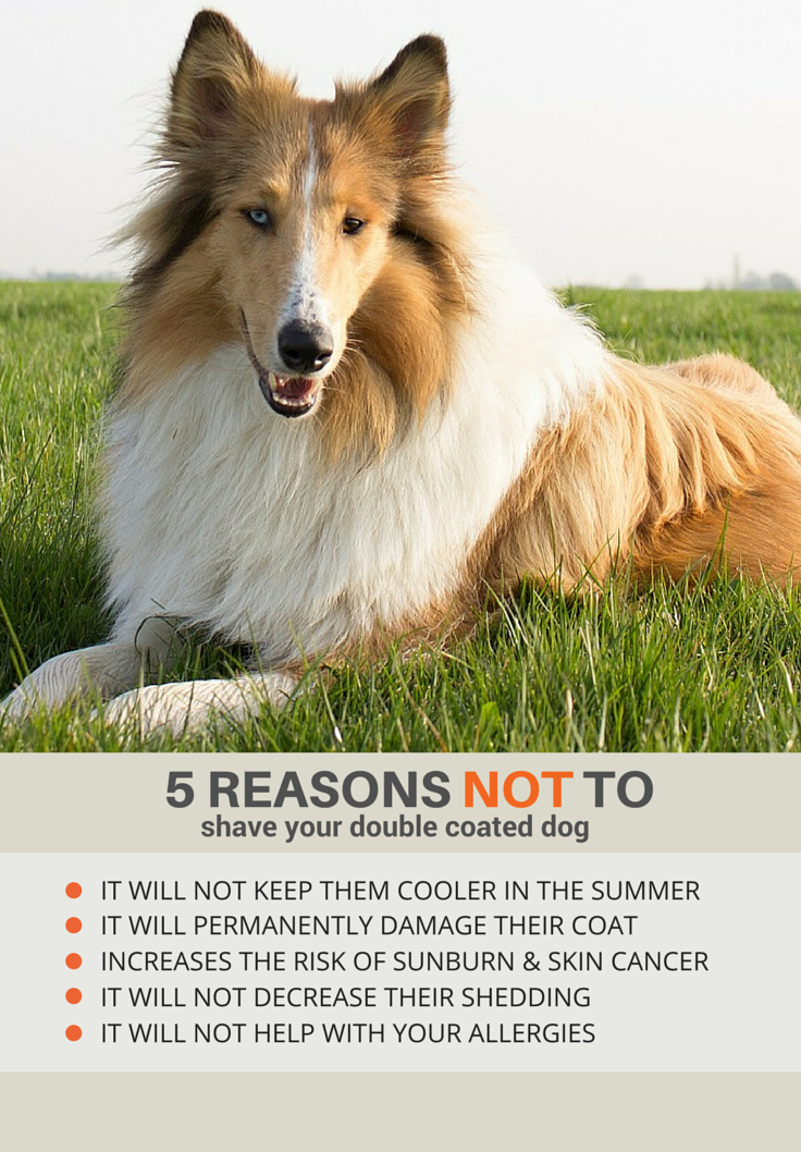 What You Need to Know Before You Shave Your Dog Puppy Leaks