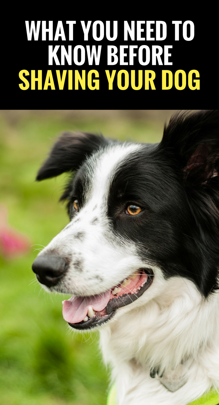 What You Need to Know Before You Shave Your Dog Puppy Leaks