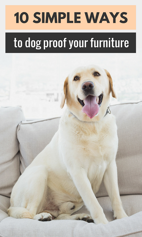 10 Simple Ways to Dog Proof Your Furniture