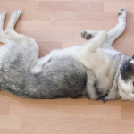 why don t dogs belly buttons why do dogs eat their own vomit puppy leaks why don t dogs belly buttons why do dogs eat their own vomit puppy leaks