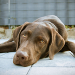 why do dogs like to cuddle why do dogs drink from the toilet puppy leaks why do dogs like to cuddle why do dogs drink from the toilet puppy leaks