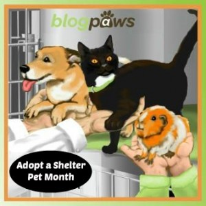 Adopt a shelter pet month