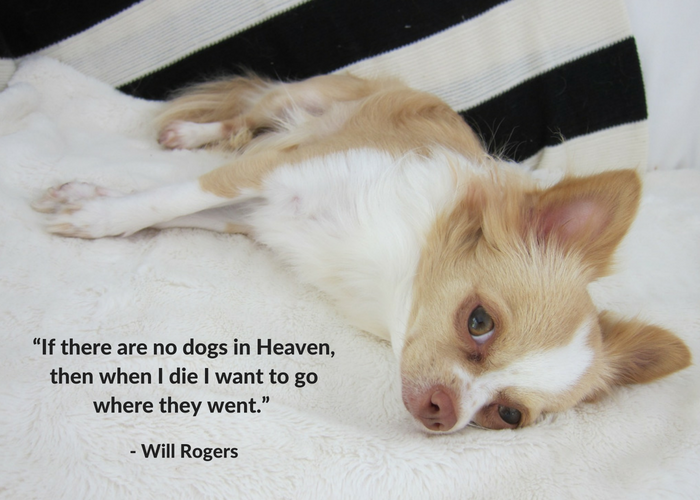 75 of the Best Dog Inspired Quotes - Puppy Leaks