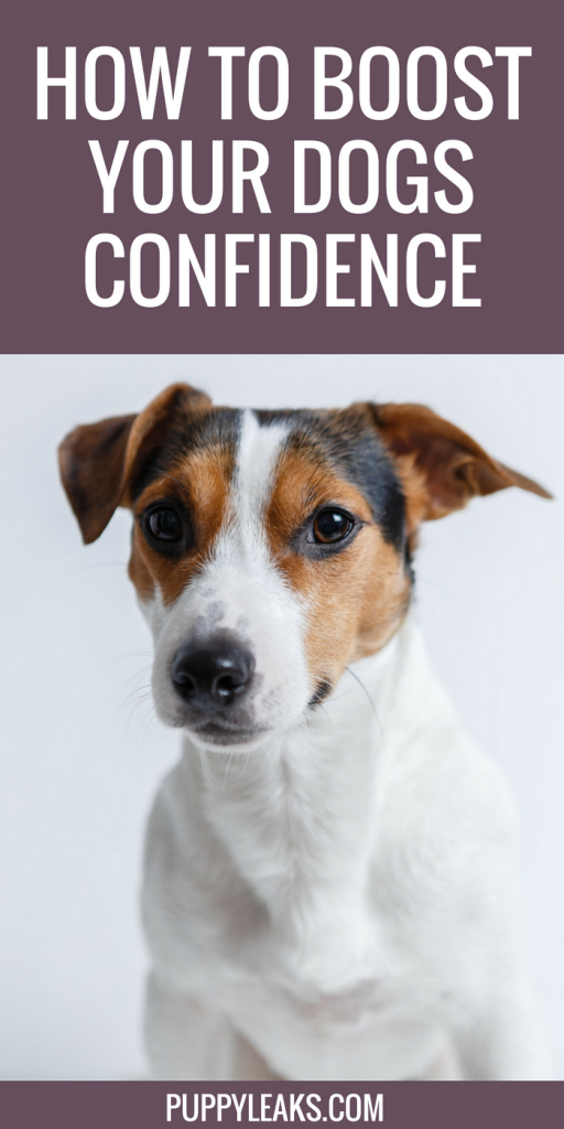 5 Ways to Boost Your Dogs Confidence