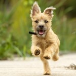 why do dogs eat their vomit why do dogs eat their own vomit puppy leaks why do dogs eat their vomit why do dogs eat their own vomit puppy leaks