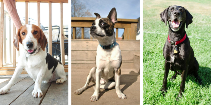 adopt a dog southeast michigan