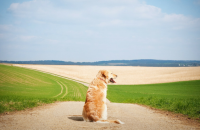 25 Powerful Quotes About Losing a Dog & Dealing With Grief