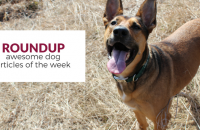 Roundup 73: Favorite Dog Articles & Videos of the Week