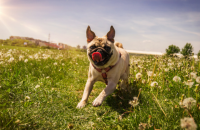 25 Ways to Make Your Dog Happy
