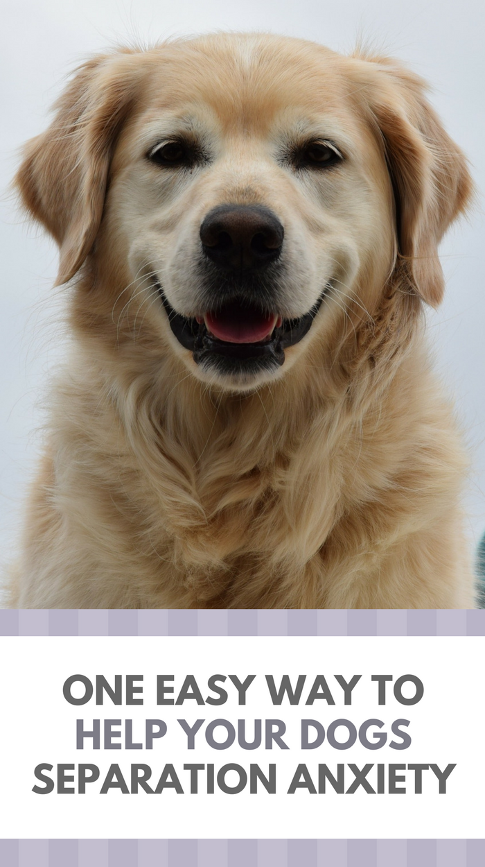 How to Manage Your Dogs Mild Separation Anxiety