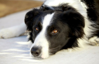 Why I Don’t Like Seeing The Word Guaranteed in Dog Training Articles