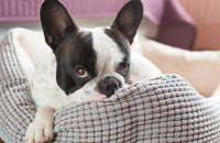 3 Signs Your Dog is Bored (And What to Do About It)