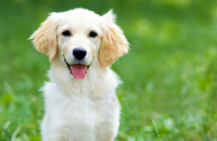 15 Things No One Tells You Before Getting a Dog
