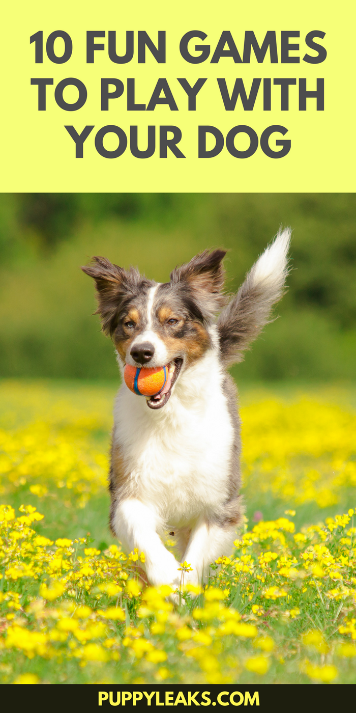 10 Fun Games to Play With Your Dog
