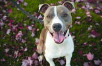 New Delaware Law Prohibits Breed Specific Legislation